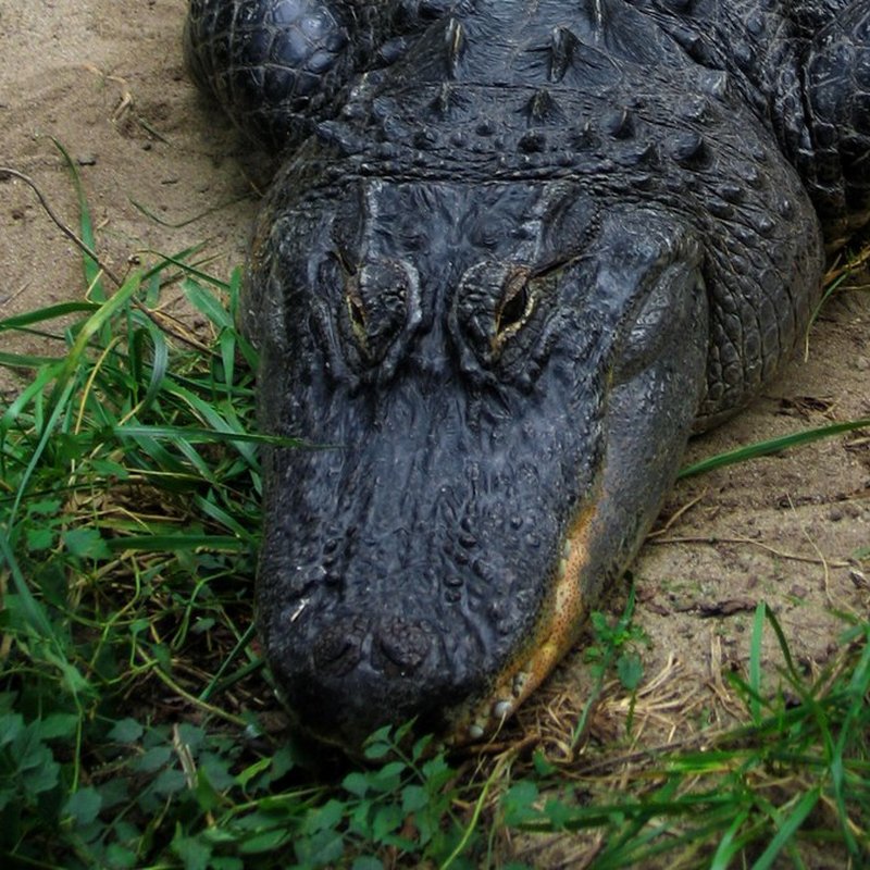 American alligator