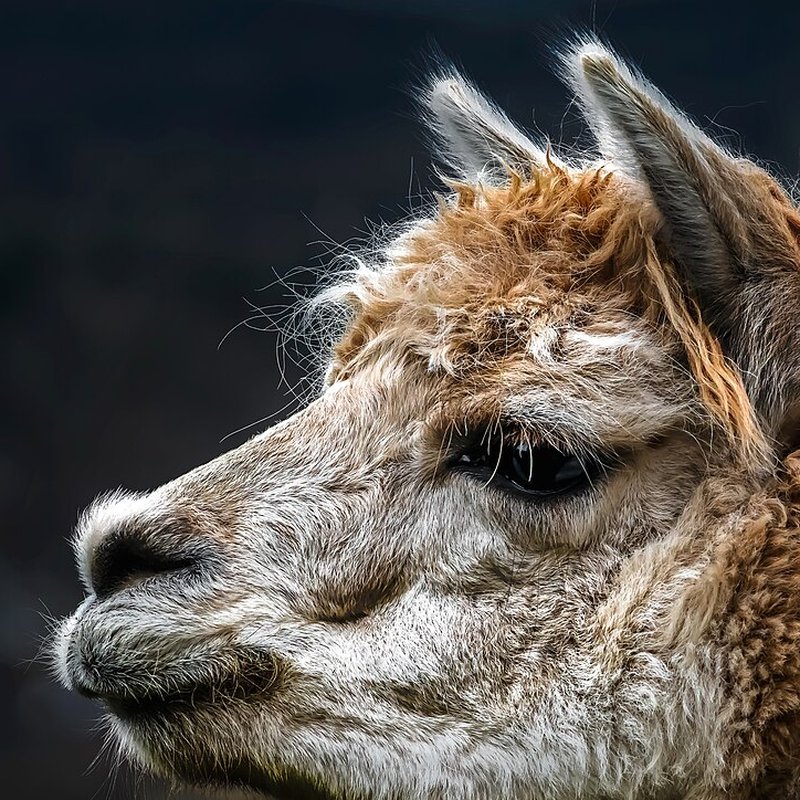Alpaca
