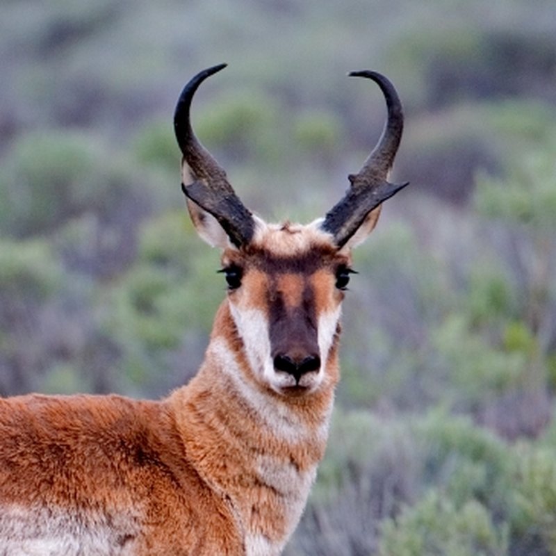 Pronghorn antelope