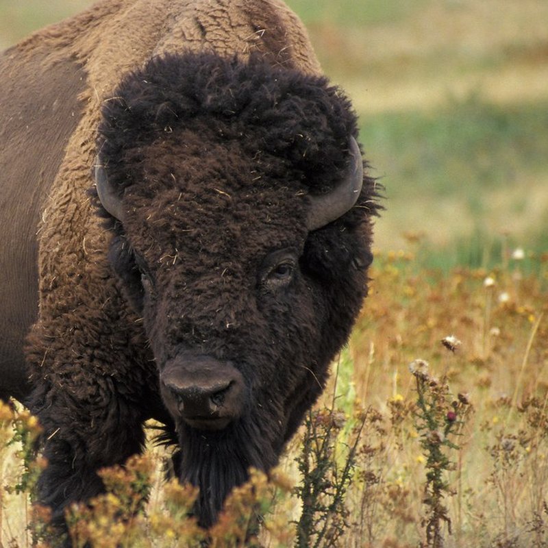 American bison