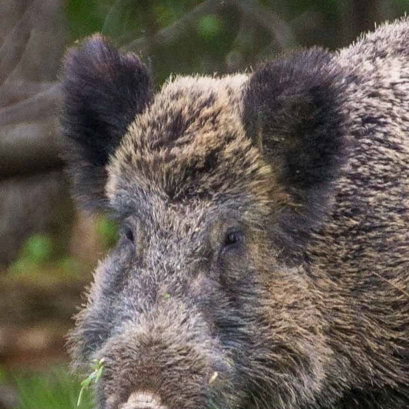Wild boar