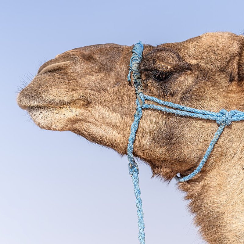 Camel