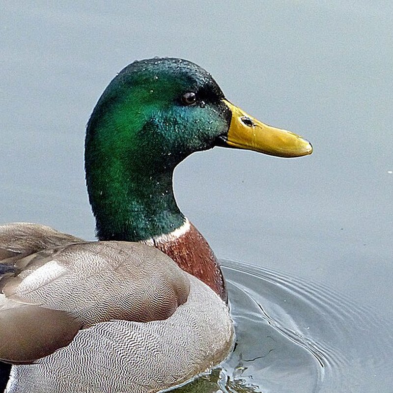 Mallard duck