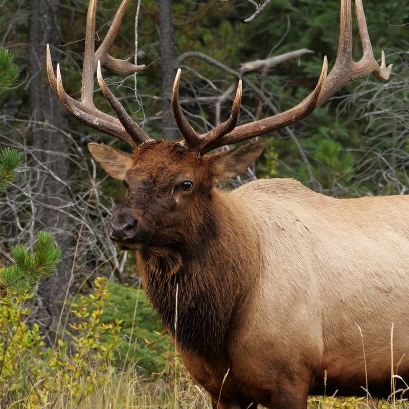 Bull elk