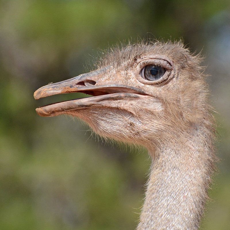 Ostrich