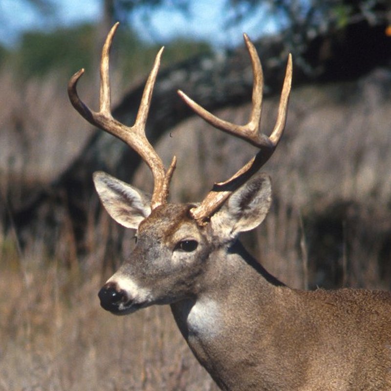 White-tailed deer buck