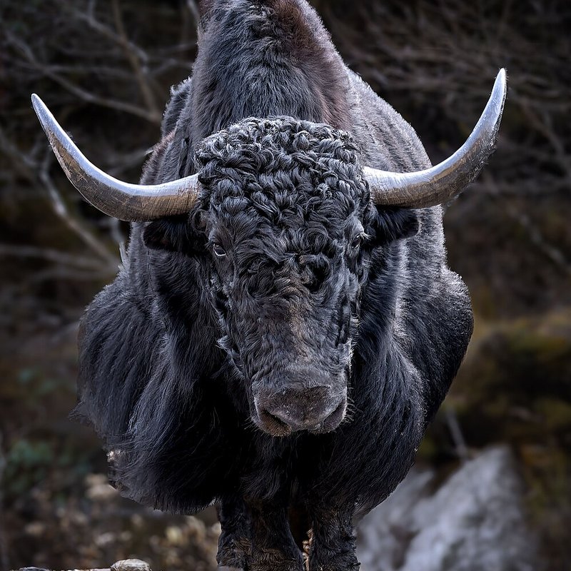 Yak